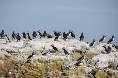 Bir kayanın üzerine puffins grup 
