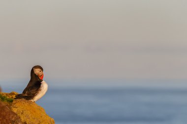 Martı Farne Adaları