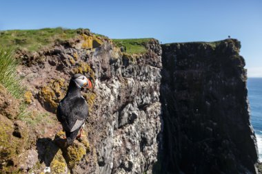 Martı Farne Adaları