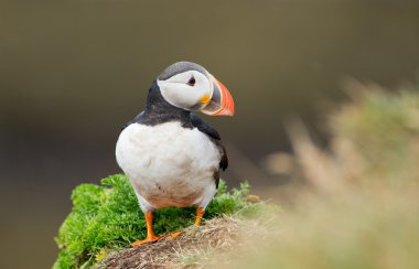 Martı Farne Adaları