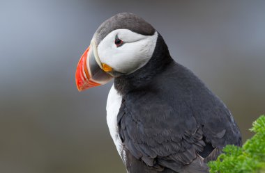 Martı Farne Adaları