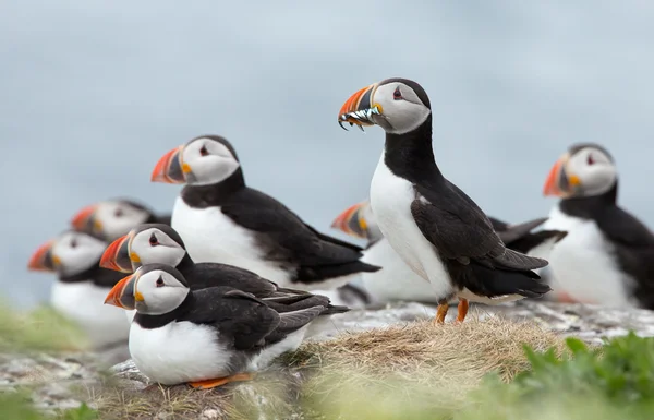 Grupo de puffins em uma rocha — Fotografia de Stock