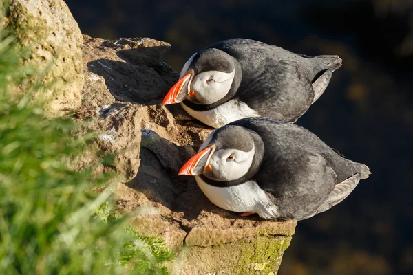 Puffins on the rocks at latrabjarg — Stock Photo, Image