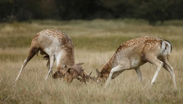 Fallow cervos lutando — Fotografia de Stock