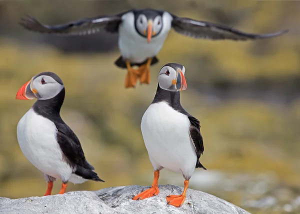 Group of puffins on a rock — Stock Photo, Image