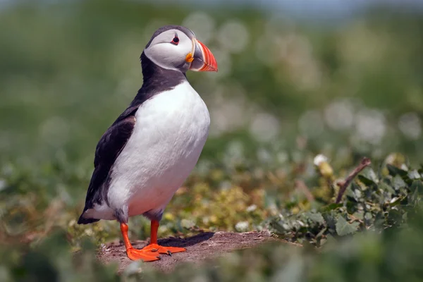 Puffin nas Ilhas Farne — Fotografia de Stock