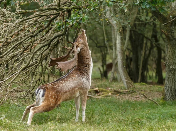 Veado raso durante a época de rutting — Fotografia de Stock