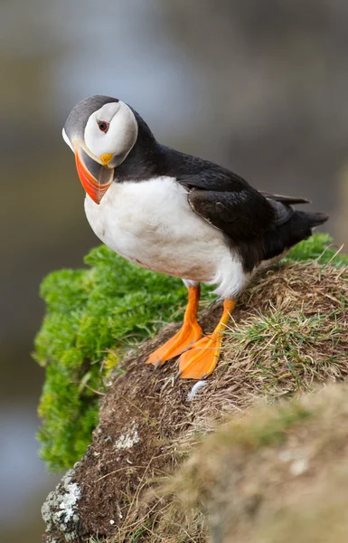 Puffin wysp Farne — Zdjęcie stockowe