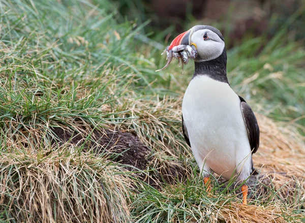 Puffin in perfect light — Φωτογραφία Αρχείου