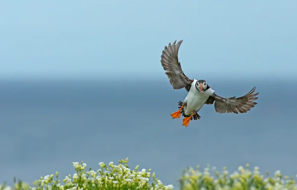 Puffin bird in flight — ストック写真
