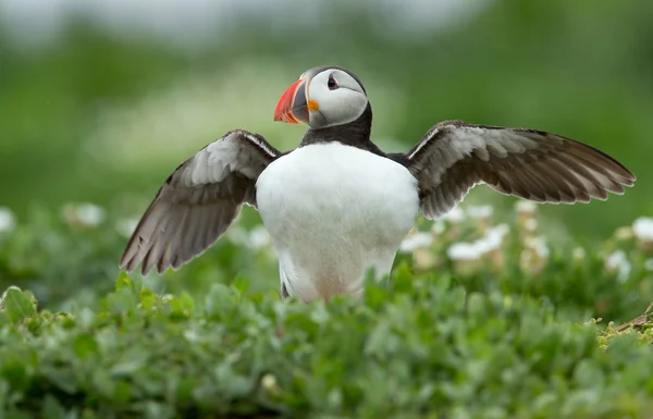 Puffin на Farne острови — стокове фото