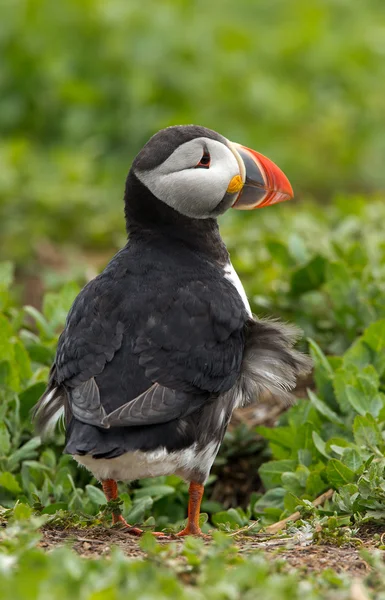 Puffin на Farne острови — стокове фото