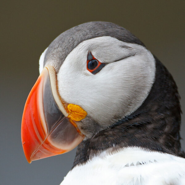 Puffin   at the Farne Islands
