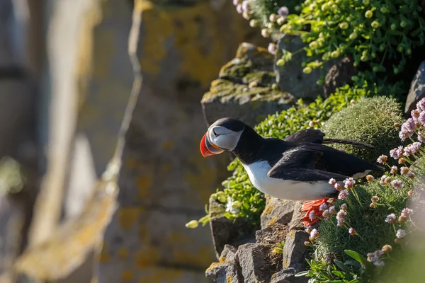 Puffin nas Ilhas Farne — Fotografia de Stock