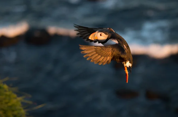 Puffin in fight at late sunlight — Stock Photo, Image