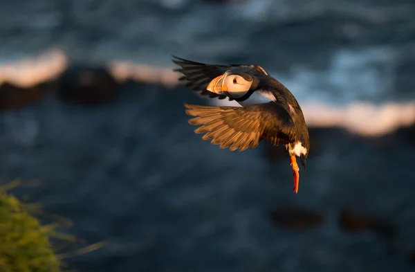 Puffin na luta à luz do sol tarde — Fotografia de Stock