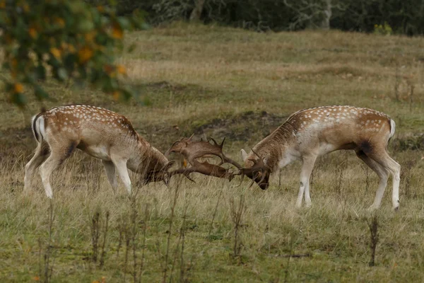 Damwild bekämpft — Stockfoto