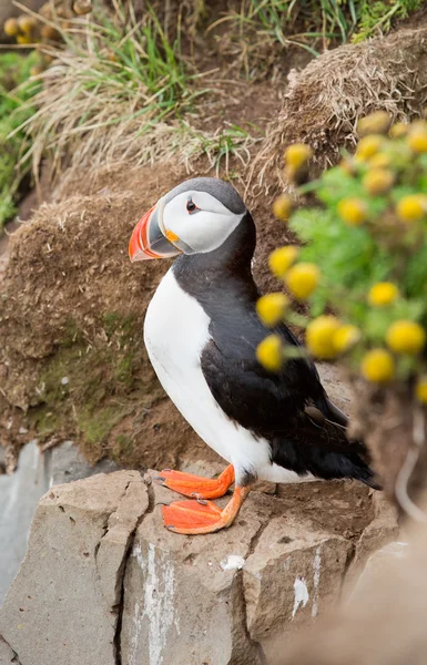 Puffin nas Ilhas Farne — Fotografia de Stock