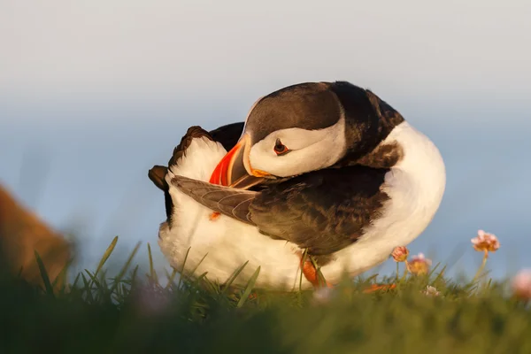 Puffin nas Ilhas Farne — Fotografia de Stock