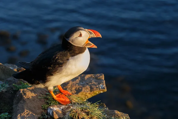 Puffin на Farne острови — стокове фото