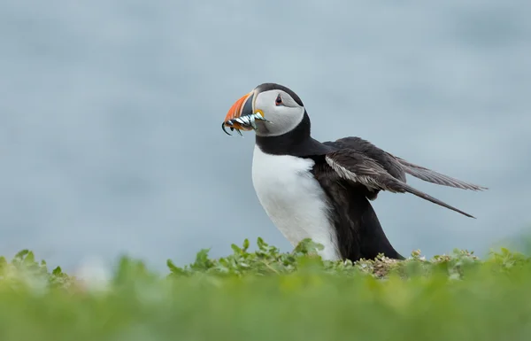 Puffin w Perfekcyjne światło — Zdjęcie stockowe