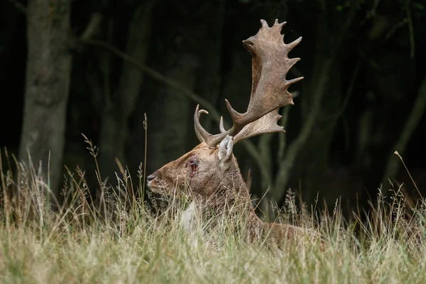 Veado raso durante a época de rutting — Fotografia de Stock