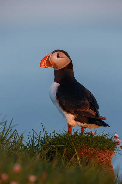 Puffin nas Ilhas Farne — Fotografia de Stock