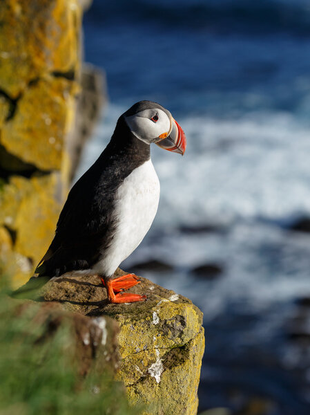 Puffin   at the Farne Islands