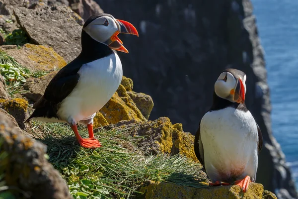 Puffins nas rochas em latrabjarg — Fotografia de Stock