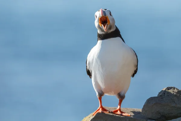 Puffin nas Ilhas Farne — Fotografia de Stock