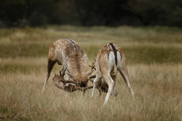 Fallow deer fighting — ストック写真