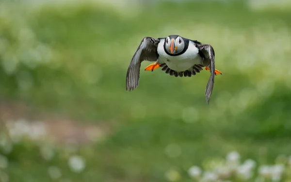 Oiseau macareux en vol — Photo