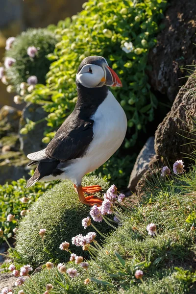Puffin   at the Farne Islands — Stockfoto