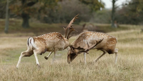Fallow deer fighting — Φωτογραφία Αρχείου