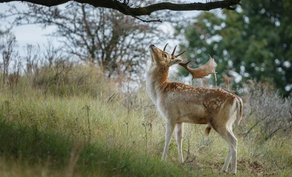 Damwild während der Brunftzeit — Stockfoto