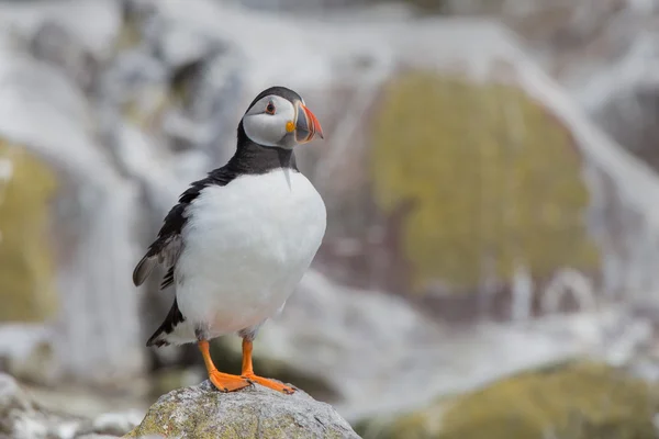 Puffin   at the Farne Islands — ストック写真