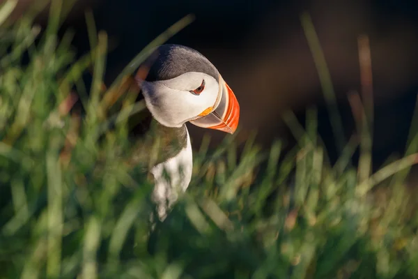 Puffin nas Ilhas Farne — Fotografia de Stock