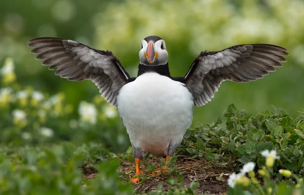 Papegaaiduiker op de Farne-eilanden — Stockfoto