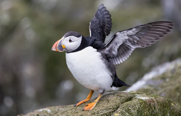 Puffin   at the Farne Islands — Stockfoto