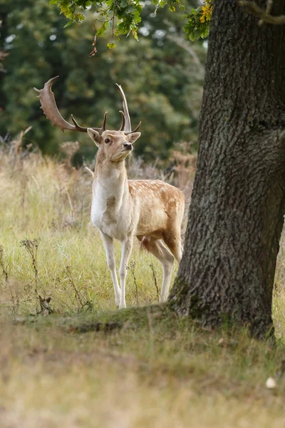 Rutting 시즌 동안 경작 사슴 — 스톡 사진