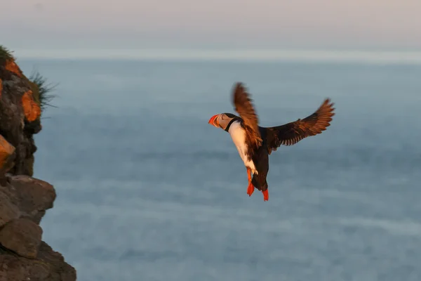 Puffin in fight at late sunlight — Stock Photo, Image