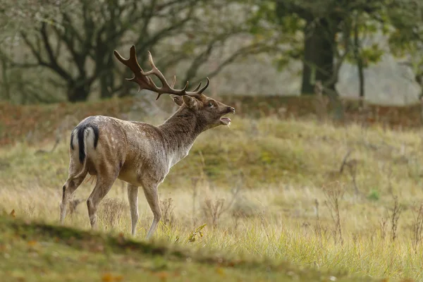 Veado raso durante a época de rutting — Fotografia de Stock