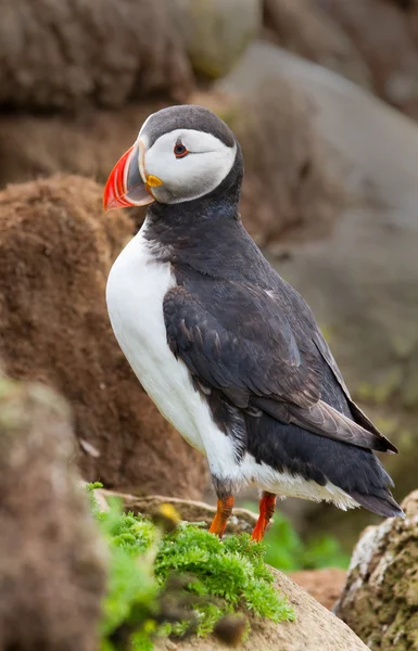 Puffin   at the Farne Islands — Φωτογραφία Αρχείου