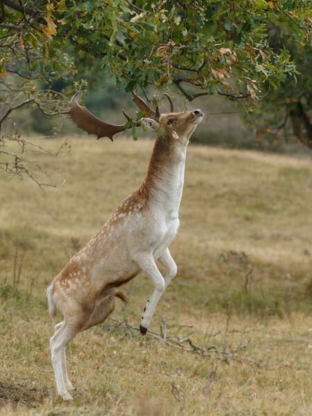 Fallow deer during rutting season 