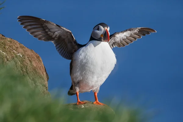 Puffin Farne 섬에 — 스톡 사진