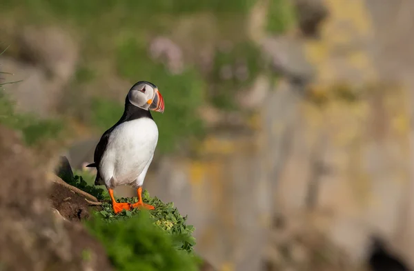 Papegaaiduiker op de Farne-eilanden — Stockfoto