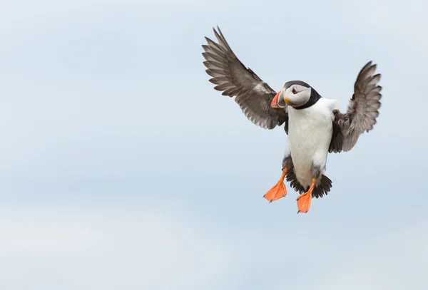 Pássaro Puffin em voo — Fotografia de Stock