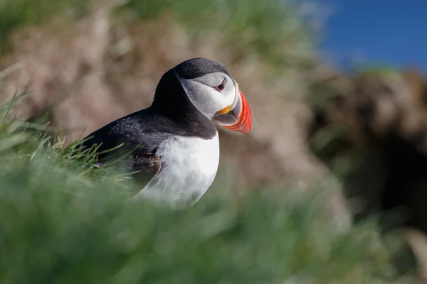 Puffin на Farne острови — стокове фото