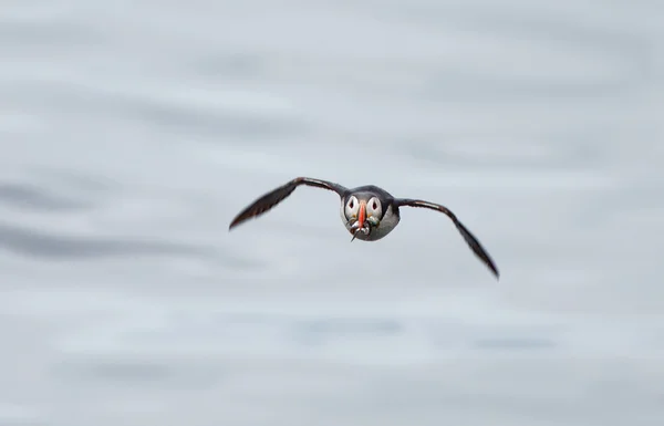 Puffin in perfect light — Stock Photo, Image