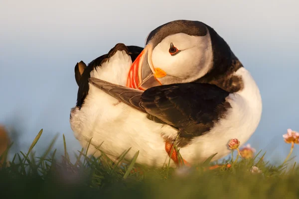 Puffin nas Ilhas Farne — Fotografia de Stock